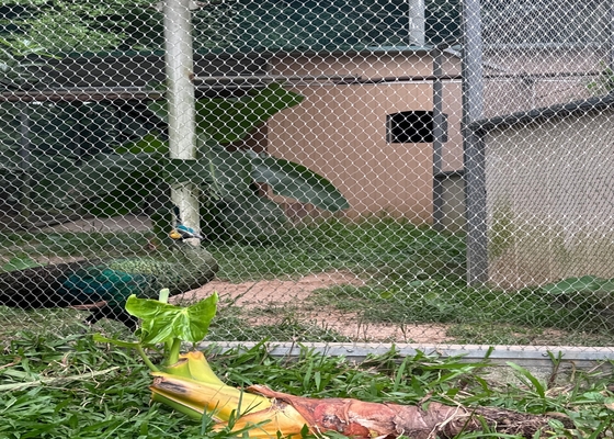 High Strength 2mm Diameter Wire Rope Mesh Untuk Zoo Animal Enclosures yang Aman