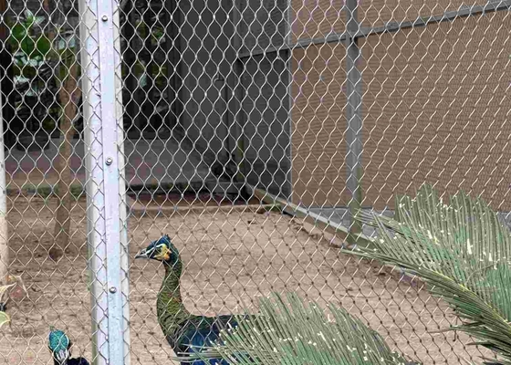 Jaring Rope Mesh dari baja tahan karat 316 dengan sambungan ferrule untuk burung hewan kebun binatang
